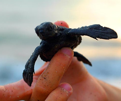 Baby turtle