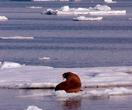 Walrus