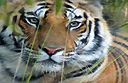 Indian tiger