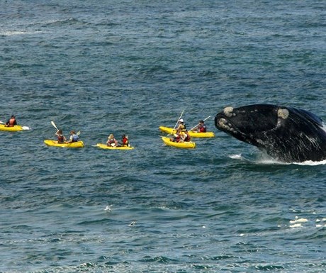 Hermanus - Walker Bay Adventures by Dave de Beer