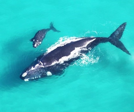 De Hoop Nature Reserve - African Wings