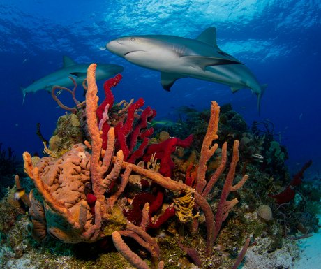 Diving and snorkeling