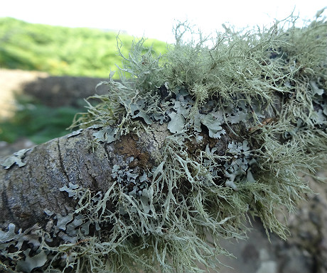 Lichen on Eigg