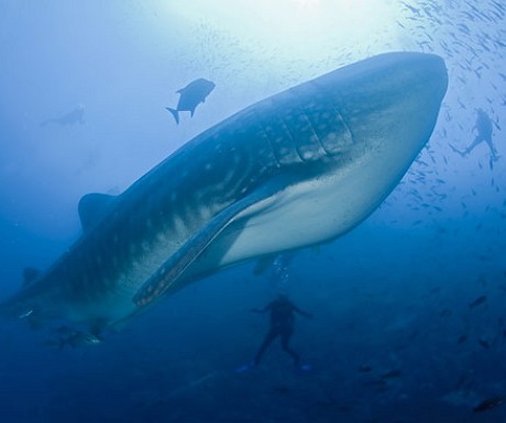 Galapagos whale