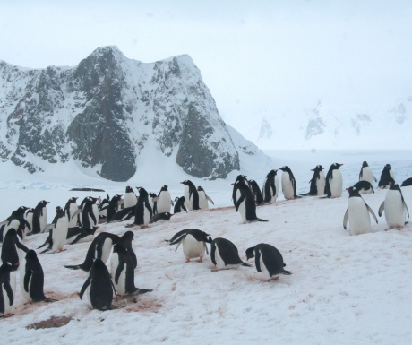 Penguin colony in Petermann Island