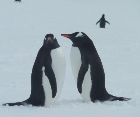 Papua penguins
