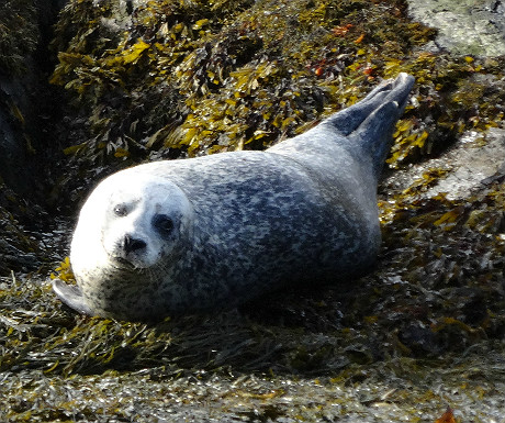 Sheen Falls seal