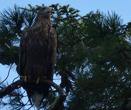 Sheen Falls white tailed sea eagle