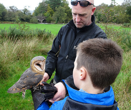 Sheen Falls owl