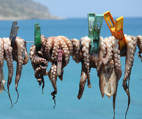 Octopus hanging to dry in Plaka