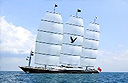 Maltese Falcon