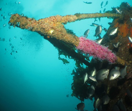 Wreck Diving New Zealand-Paihia Dive