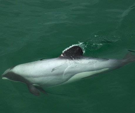 Hectors Dolphin-Unique to New Zealand