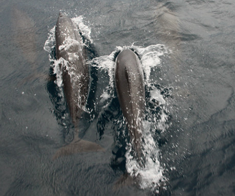 Dolphins from above