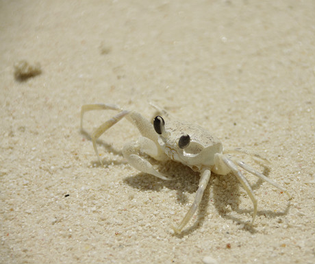 Crab at JA Manafaru