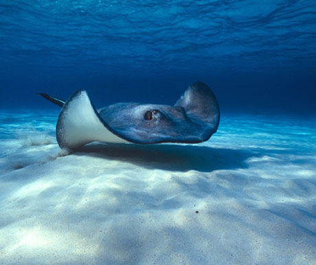 Stingray City