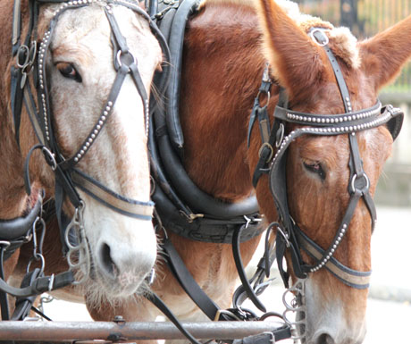 Horseback riding