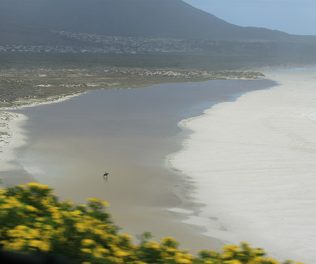 Horse on beach