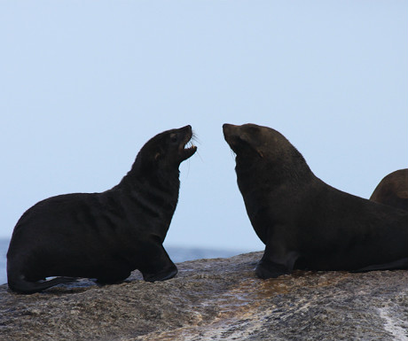 Seals