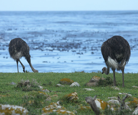 Ostrich on the Cape Peninsula
