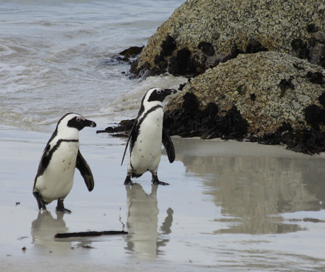 Boulders Beach penguins 2