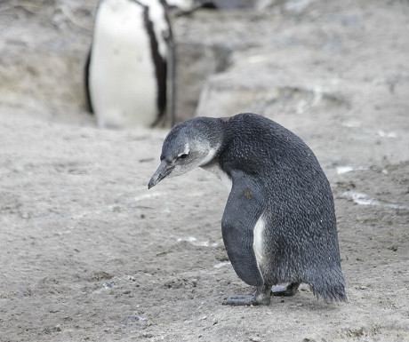 Boulders Beach penguin