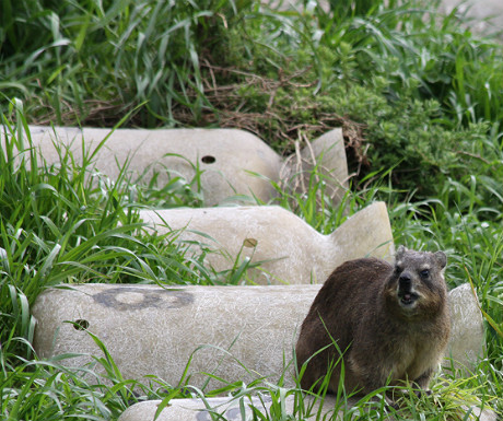 Dassie at Boulders Beach