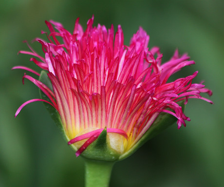 Kirstenbosch Botanical Garden close-up 4