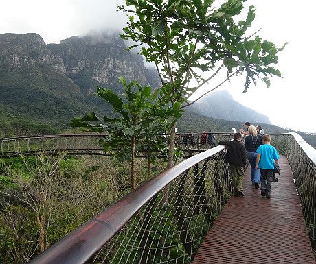 Kirstenbosch treetop walkway