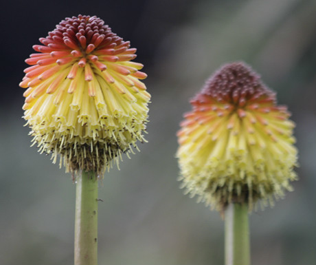 Kirstenbosch Botanical Garden close-up