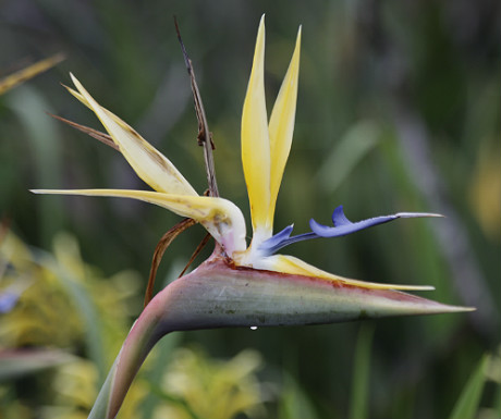 Kirstenbosch Botanical Garden bird of paradise