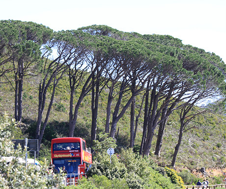 Cape Town tourist bus
