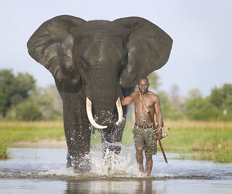 Elephant in Botswana