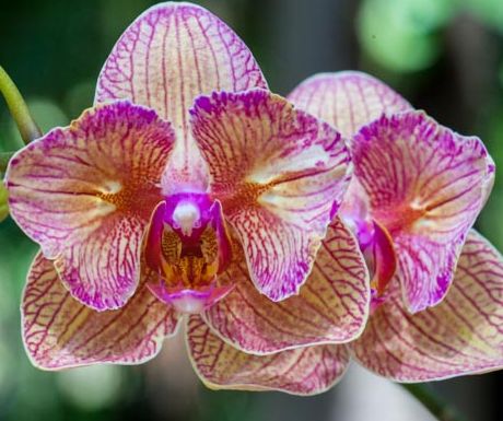 orchid