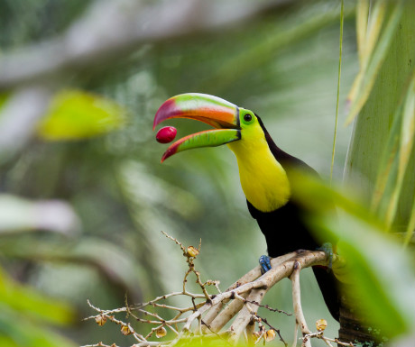 Belize rainforest