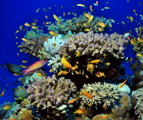 Menjangan Coral Garden