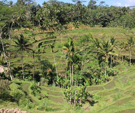 rice paddies