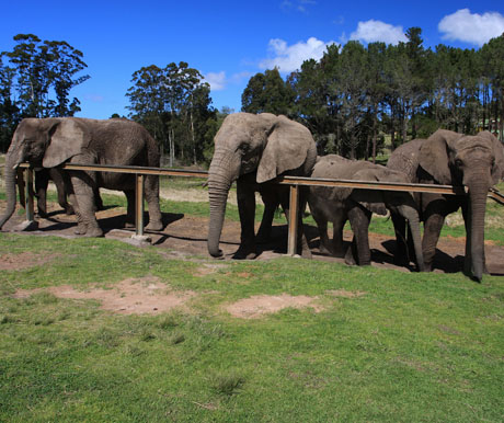 Knysna Elephant Park