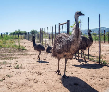 Ostrich Farm