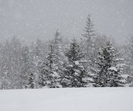 Niseko trees and snow