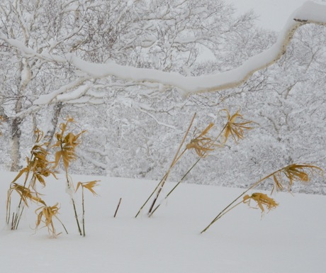 Asahidake flowers in the snow