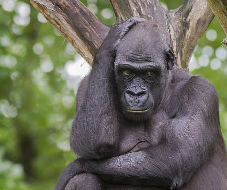 Rwanada gorilla