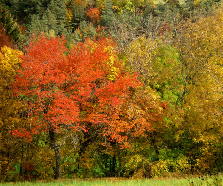 Red trees in Autumn