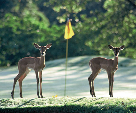 Golf in Africa