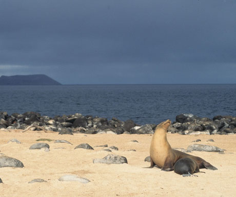 Galapagos sea lion nursing, Galpagos Islands, Ecuador - nursery with a view