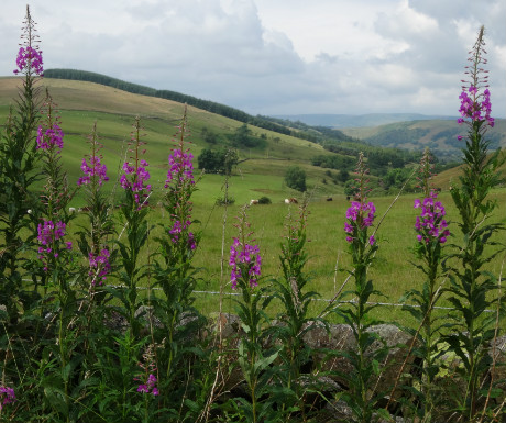 Drumlanrig view 2