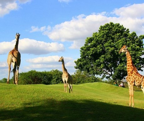 Hans Meerensky golf course giraffes