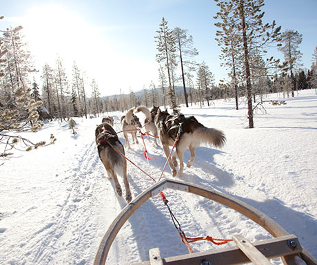 Kakslauttanen husky safari