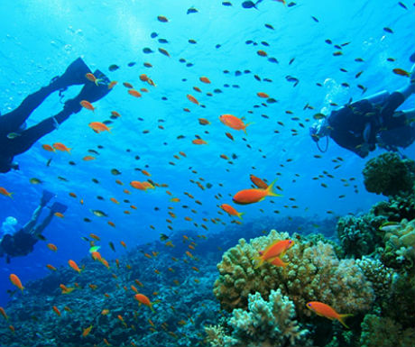 Koh Samui diving