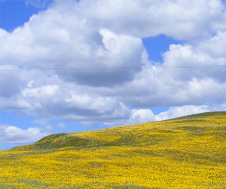 Fields ablaze in the Alentejo